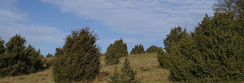 Wacholderheide